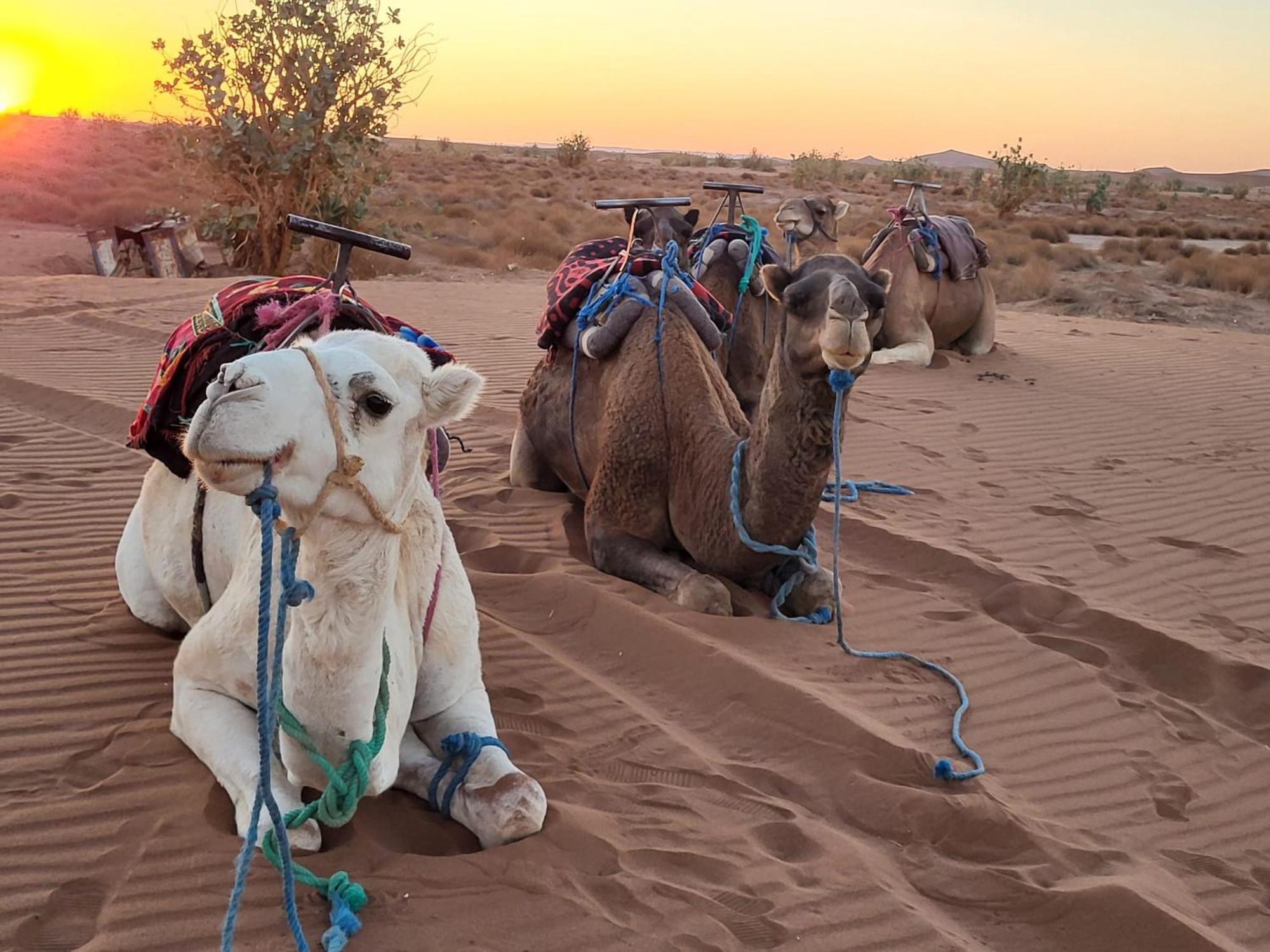 Desert Bivouac Mhamid M'Hamid Ngoại thất bức ảnh